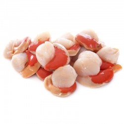 Ostión con Coral 1 Kg – Mariscos Frescos y de Calidad Premium
