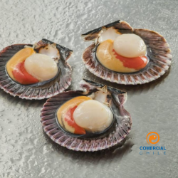 Ostión Media Concha 25/35 x Kilo – Delicadeza y Frescura Garantizada