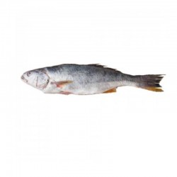 Corvina Fresca – Entera o Fileteada según tu Preferencia