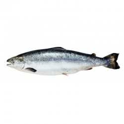 ✅ Salmón Entero Fresco | Compra Directa para Chefs de Sushi