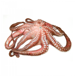 Pulpo del Norte fresco calibre 1–2 kg | Calidad Premium