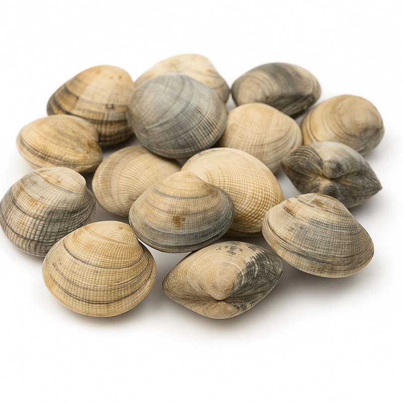 Almejas Frescas – Sabor del Mar, Listas para Cocinar